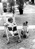 Gerd Pfeiffer - Art Print, Dog entertaining a child in a stroller (42x30cm Art Prints/Posters)