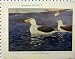 1926 羽のアホウドリの鳥の嵐 Petrel の Guillemot のツノメドリ