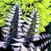 Ursula's Red Japanese Painted Fern - Athyrium