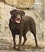 Labrador Retrievers, Chocolate 2008 Spiral Hardcover Weekly Engagement Calendar
