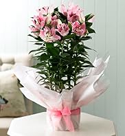 Gift Wrapped Lily