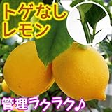 果樹苗　カンキツ　トゲなしレモン　5株