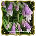 1 Oz Eastern Gray Beard Tongue (Penstemon canescens) Bulk Wildflower Seeds