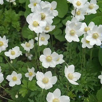 Outsidepride Anemone Madonna - 100 Seeds Outsidepride Anemone Madonna - 100 Seeds
