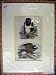 C1880 Hand Coloured Harpy Eagle Sea Birds Prey Nature