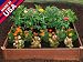 Square Foot Garden, Raised Bed Garden by Greenland