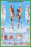 Human Body Education Poster Print, 24x36