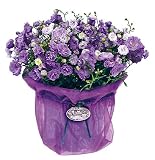 Blue Rose Campanula in Silk Pot - Large