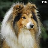 Kissen Sheltie, Shetland Sheepdog
