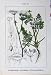 Flowers Sturms 1904 Orlaya Grandiflora Daucus Carota