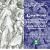 Charpentier: In Nativitatem Domini Canticum; Messe de Minuit /Les Arts Florissants · Christie
