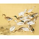 Ducks Feeding (Print On Demand)