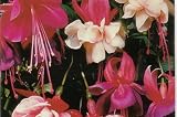Fuchsia Ballerina Mix - 30 Seeds