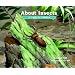 About Insects:  A Guide for Children