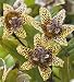 Toad Lily Yellow Sunrise Toad Lily Yellow Sunrise