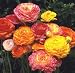 persian9 - Picotee Ranunculus 10 Bulbs Size 7 cm