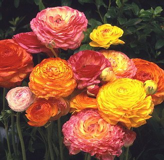 image link - - B0009STA7M