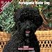 Portuguese Water Dog 2009 Wall Calendar