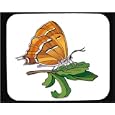 Mouse Pad with butterfly, hairstreak, brown, insect