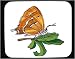 Mouse Pad with butterfly, hairstreak, brown, insect