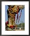 Camel Adorned with Colourful Tassels, Bikaner Desert Festival, Rajasthan State, India...