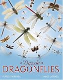 A Dazzle of Dragonflies