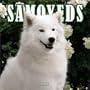 Samoyeds 2004 Calendar