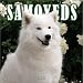 Samoyeds 2004 Calendar