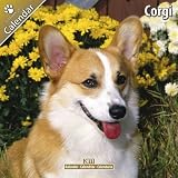 Kalender 2011 Welsh Corgi Pembroke und Cardigan
