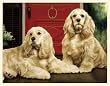 Fiddler's Elbow Two Cocker Spaniel's on the Porch Blank Box Note Cards