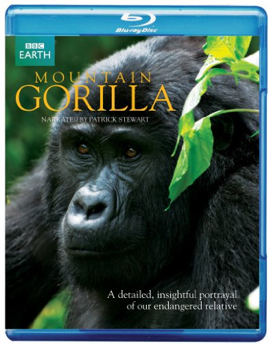 Mountain Gorilla