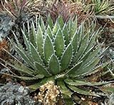 10 AGAVE HORRIDA SSP. HORRIDA MESCAL MEXCALLI LIQUOR PLANT SEEDS - B001UDU0JM