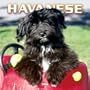 Havanese 2006 Wall Calendar