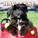 Havanese 2006 Wall Calendar