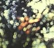 Obscured By Clouds