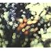 Obscured By Clouds [Discovery Edition]