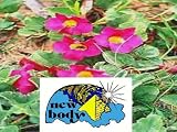 New Body Devil's Claw