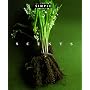 Scents (Chic Simple) (Chic Simple Components)