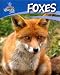 Book Foxes (British Wildlife)