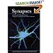 Synapses
