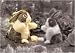 Plush Dutch Rabbit Puppet 10"