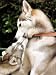 Two Dogs, Siberian Husky Breed, Play with Each Other Photographic Poster Print, 42x56