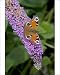 Photographic Prints of Peacock Butterfly on Buddleia Bush (Buddleia davidii) from Ardea Wildlife Pets