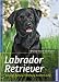 Image of Labrador Retriever: Auswahl, Haltung, Erziehung, Beschäftigung
