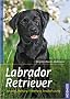 Labrador Retriever: Auswahl, Haltung, Erziehung, Besch�ftigung
