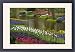 Framed Prints of Tulip and hyacinth from Danita Delimont