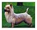 Australian Terrier Animals Giclee Poster Print by Rhonda Watson, 10x8