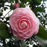 椿：オトメツバキ（乙女椿）4.5号ポット[蕾付][重なる花弁が愛らしい・八重咲き]