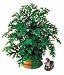 Anti Mosquito Plant