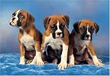 300 Piece Boxer Puppies Jigsaw Puzzle